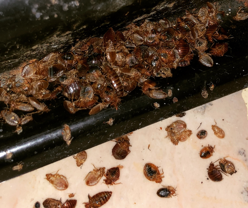 איך נראה פשפש המיטה?