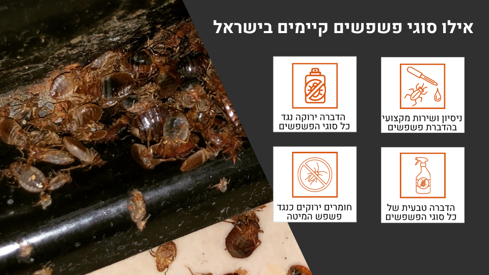 אילו סוגי פשפשים קיימים בישראל