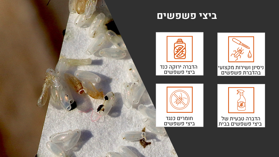 ביצי פשפשים