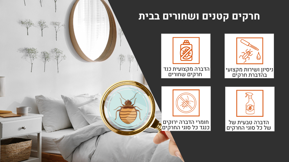 מה עושים כשיש חרקים קטנים שחורים בבית?