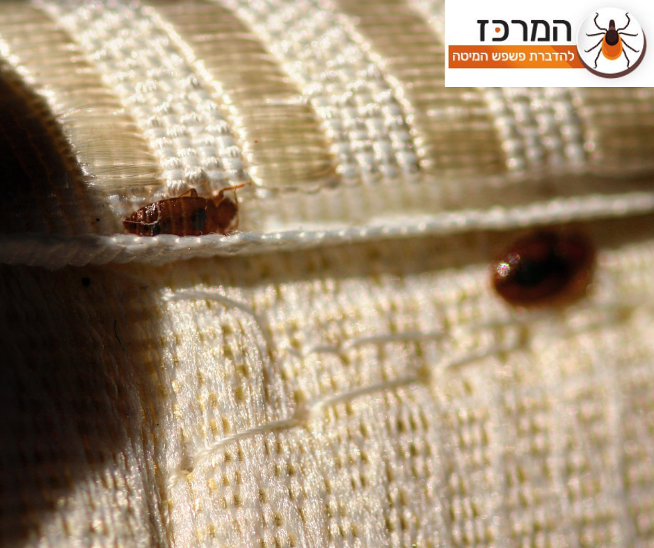 תמונה של פשפש המיטה על מזרון בחדר שינה בבית בחיפה